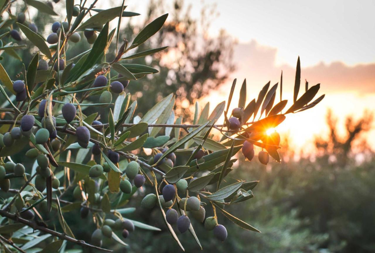 Le Acacie Bed and Breakfast Torreano Exterior foto